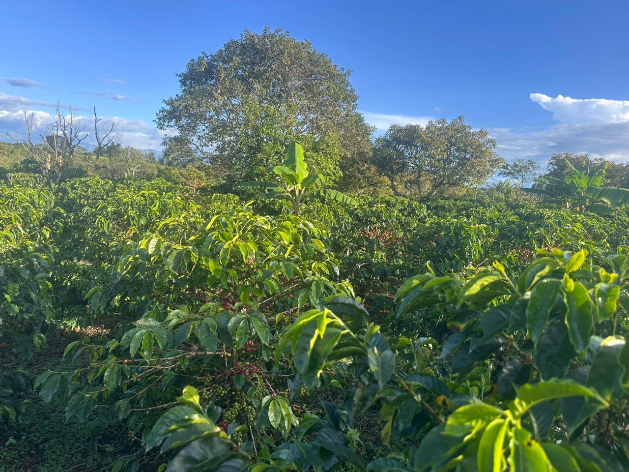 Lula Cafe farm landscape