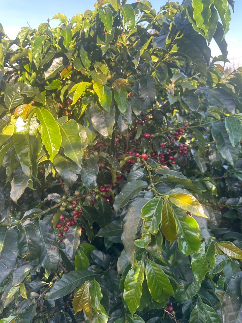 Coffee cherries on tree